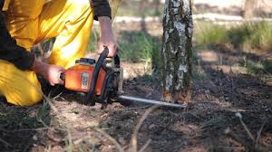 Trusted Waynesburg, OH  Tree Services Experts