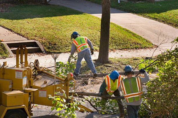 Why Choose Our Tree Removal Services in Waynesburg, OH?